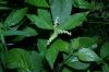image of Penthorum sedoides