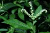 image of Penthorum sedoides
