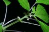 image of Pilea pumila