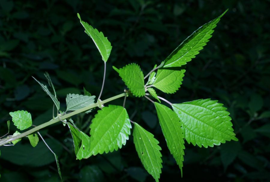 Urticaceae Pilea pumila
