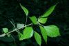 image of Pilea pumila