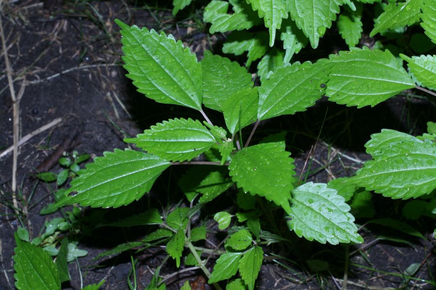 Urticaceae Pilea pumila