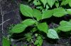 image of Pilea pumila