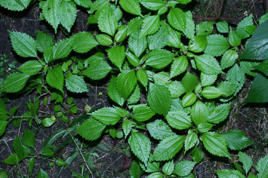 Urticaceae Pilea pumila