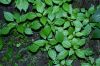 image of Pilea pumila