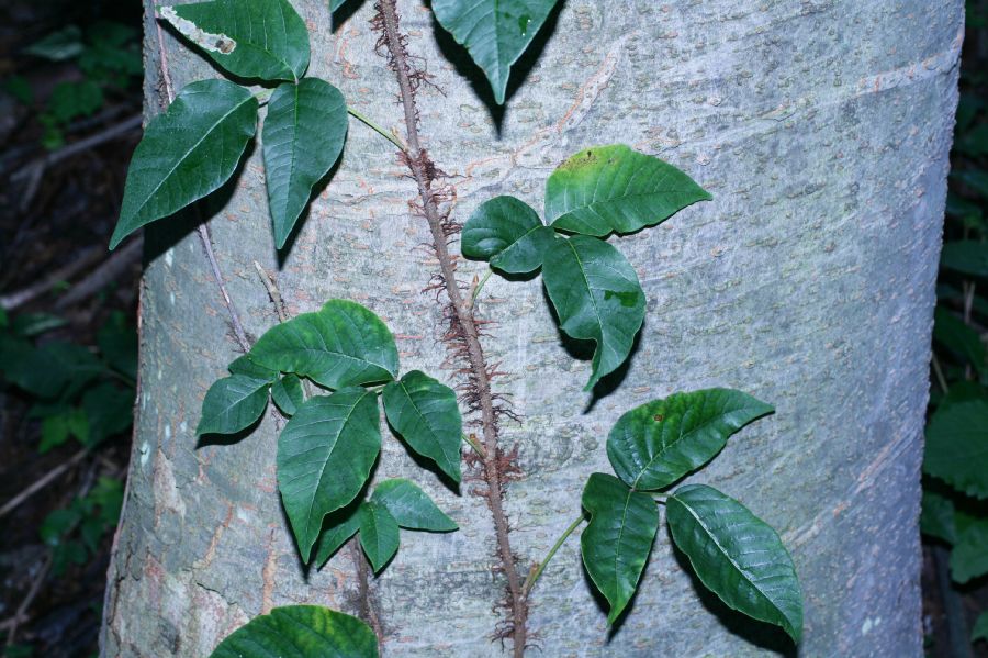 Anacardiaceae Toxicodendron radicans