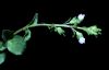 image of Veronica serpyllifolia