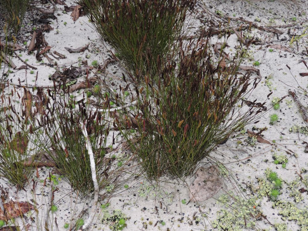 Schizaeaceae Schizaea stricta