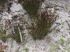 image of Schizaea stricta