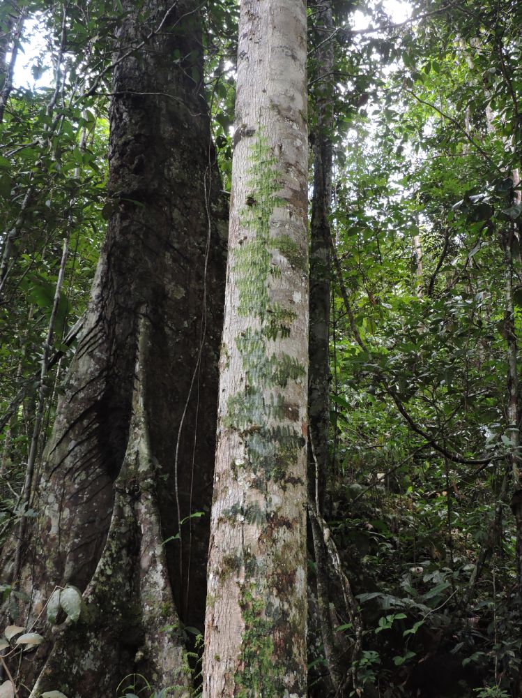 Hymenophyllaceae Trichomanes tuerckheimii