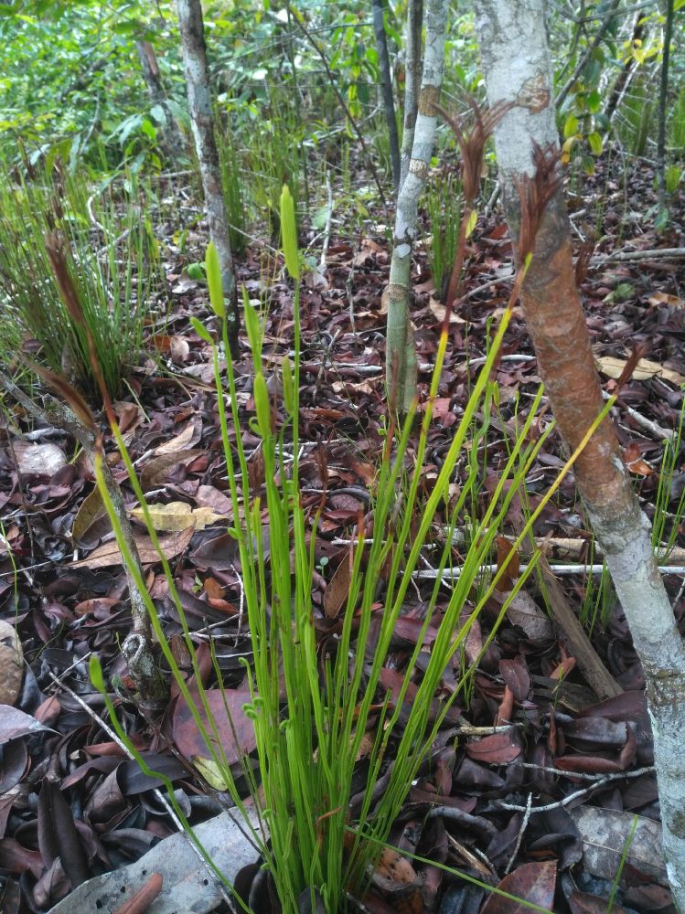 Schizaeaceae Actinostachys pennula