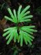 image of Selaginella intermedia