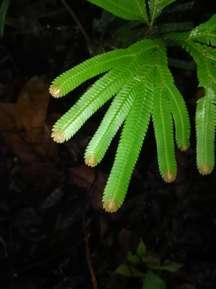 Selaginellaceae Selaginella intermedia