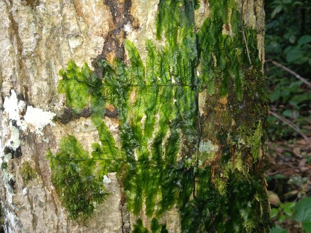 Hymenophyllaceae Trichomanes tuerckheimii