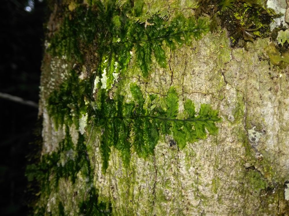 Hymenophyllaceae Trichomanes tuerckheimii