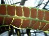 image of Drynaria splendens