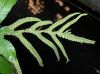 image of Drynaria splendens