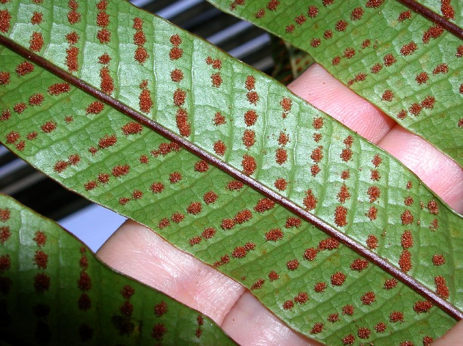 Polypodiaceae Drynaria coronans