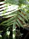 image of Drynaria coronans