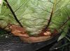 image of Drynaria heraclea