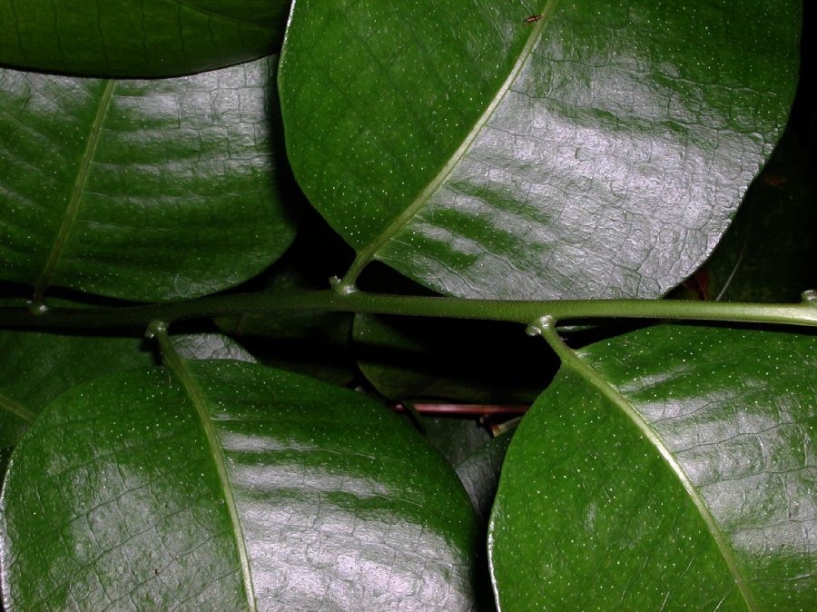 Polypodiaceae Drynaria speciosa
