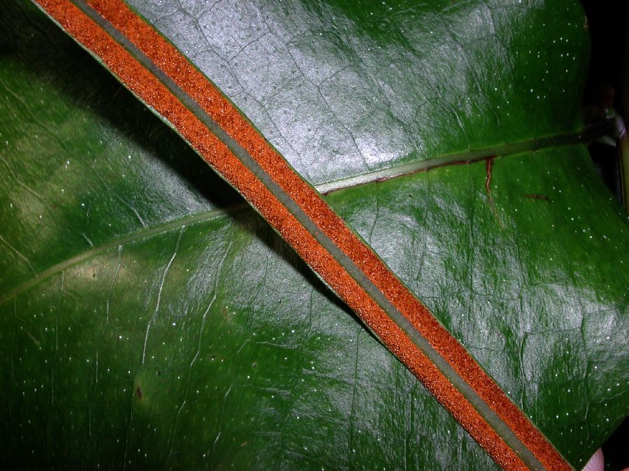 Polypodiaceae Drynaria speciosa
