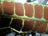 image of Drynaria splendens