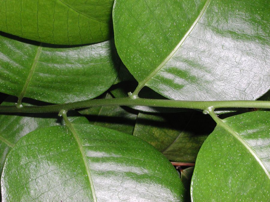 Polypodiaceae Drynaria speciosa
