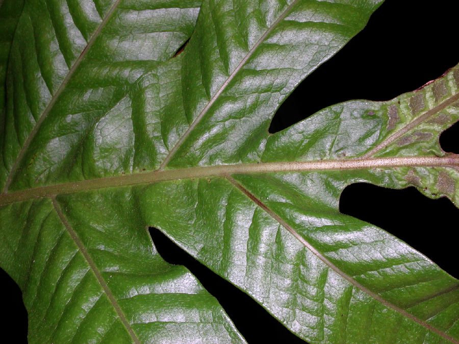 Polypodiaceae Drynaria heraclea