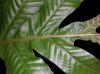 image of Drynaria heraclea