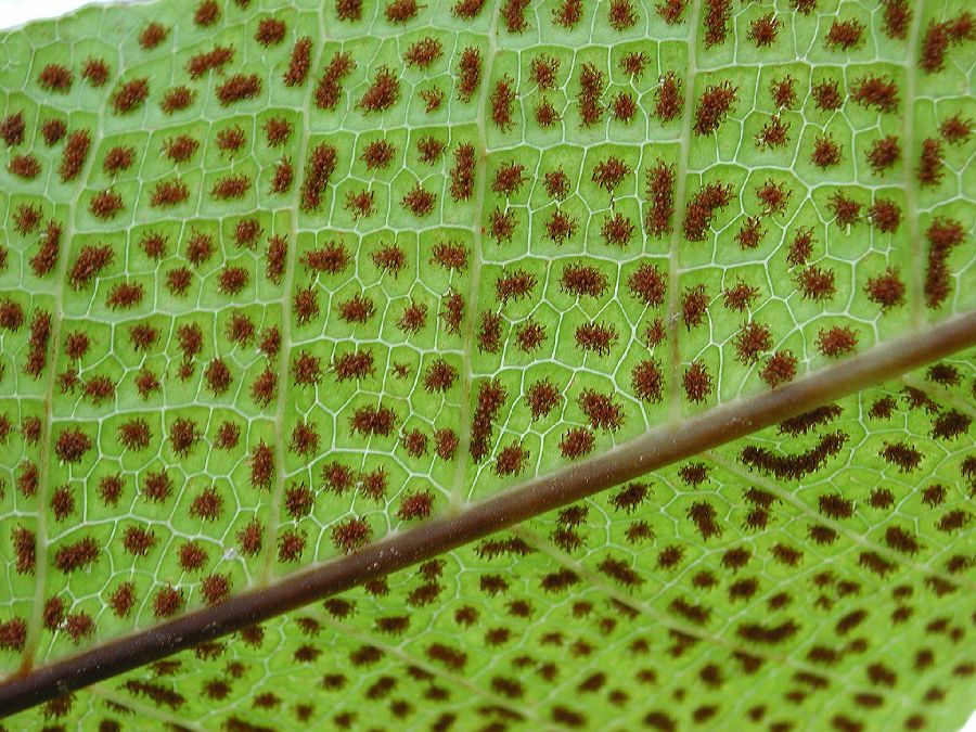 Polypodiaceae Drynaria heraclea