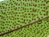 image of Drynaria heraclea