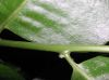 image of Drynaria speciosa