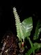 image of Davallia ophioglossoides