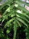 image of Goniophlebium percussum