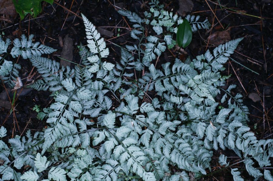 Athyriaceae Anisocampium niponicum