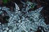 image of Anisocampium niponicum