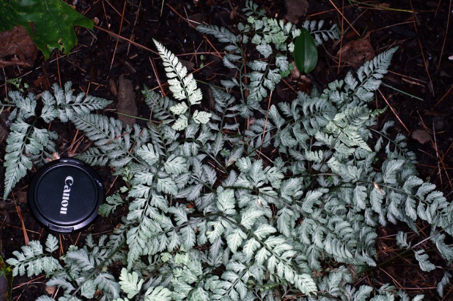 Athyriaceae Anisocampium niponicum