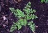 image of Cryptogramma crispa
