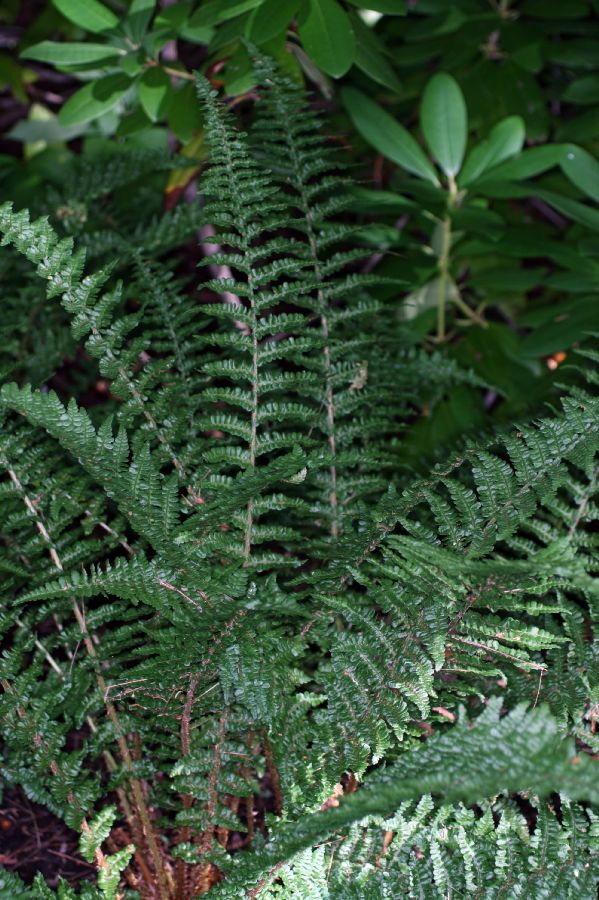 Dryopteridaceae Dryopteris affinis