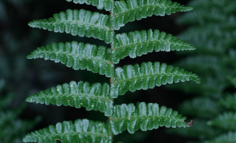 Dryopteridaceae Dryopteris affinis