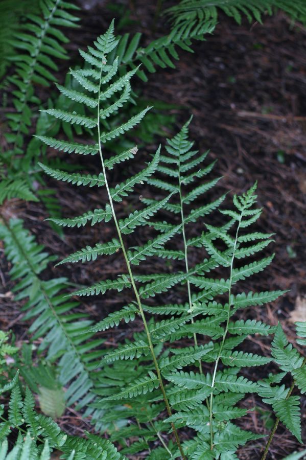 Dryopteridaceae Dryopteris clintoniana