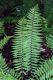 image of Dryopteris polylepis