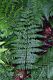 image of Dryopteris remota
