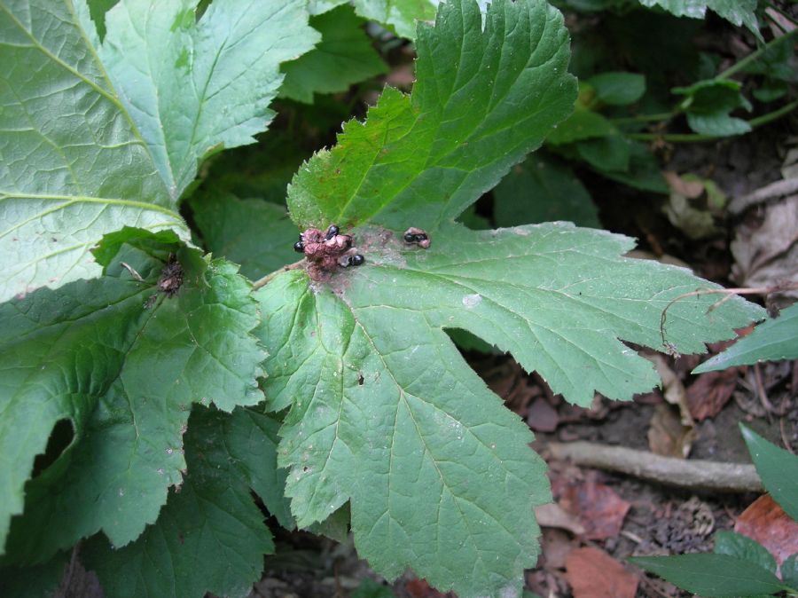 Ranunculaceae Hydrastis canadensis