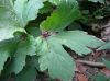 image of Hydrastis canadensis