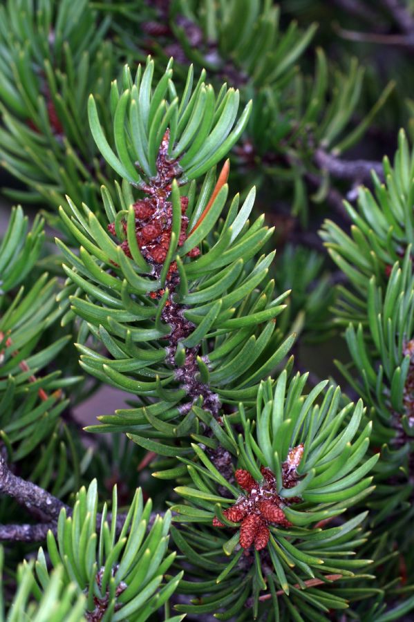 Pinaceae Pinus banksiana
