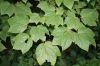 image of Acer pensylvanicum