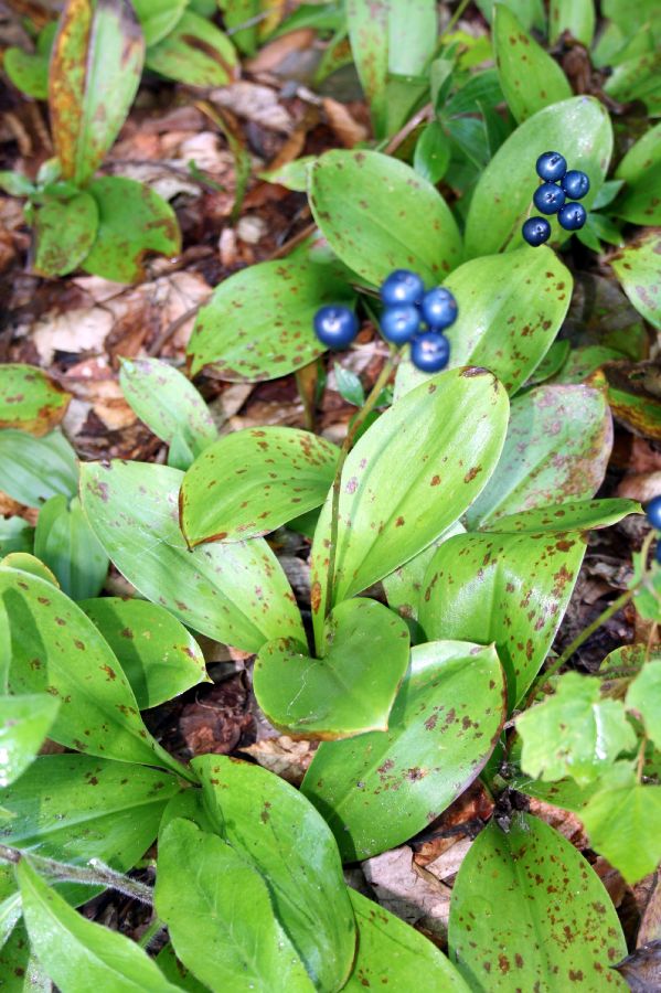 Colchicaceae Clintonia borealis