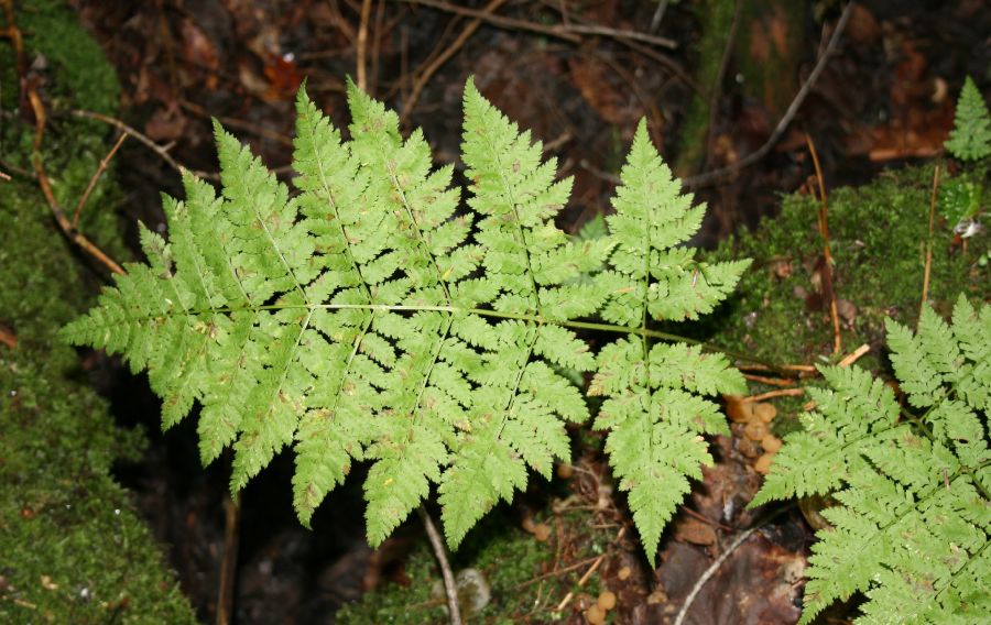 Dryopteridaceae Dryopteris campyloptera